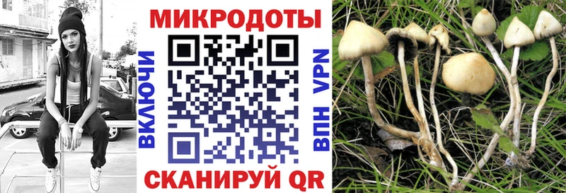 Псилоцибиновые грибы мицелий  Купить где  Бакал 